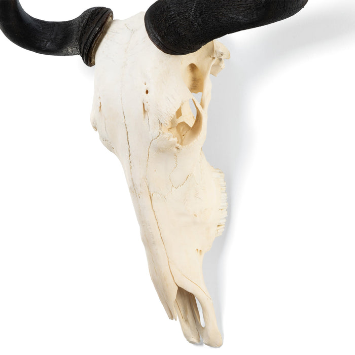 Real Blue Wildebeest Skull