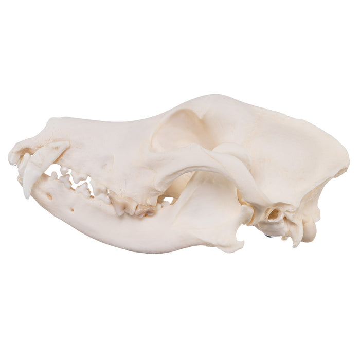 Real Domestic Dog Skull - Husky with Pathology
