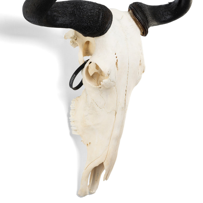 Real Blue Wildebeest Skull