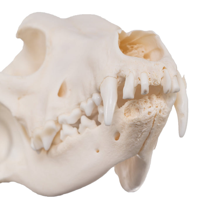Real Domestic Dog Skull - Husky with Pathology