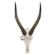 Real Blesbok Skull