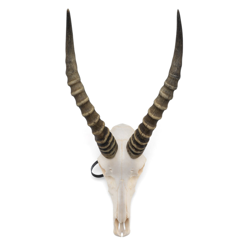 Real Blesbok Skull