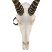 Real Blesbok Skull