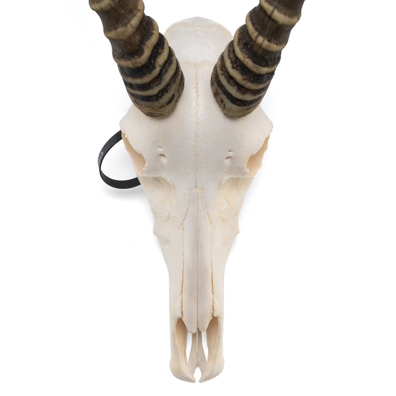 Real Blesbok Skull