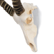 Real Blesbok Skull