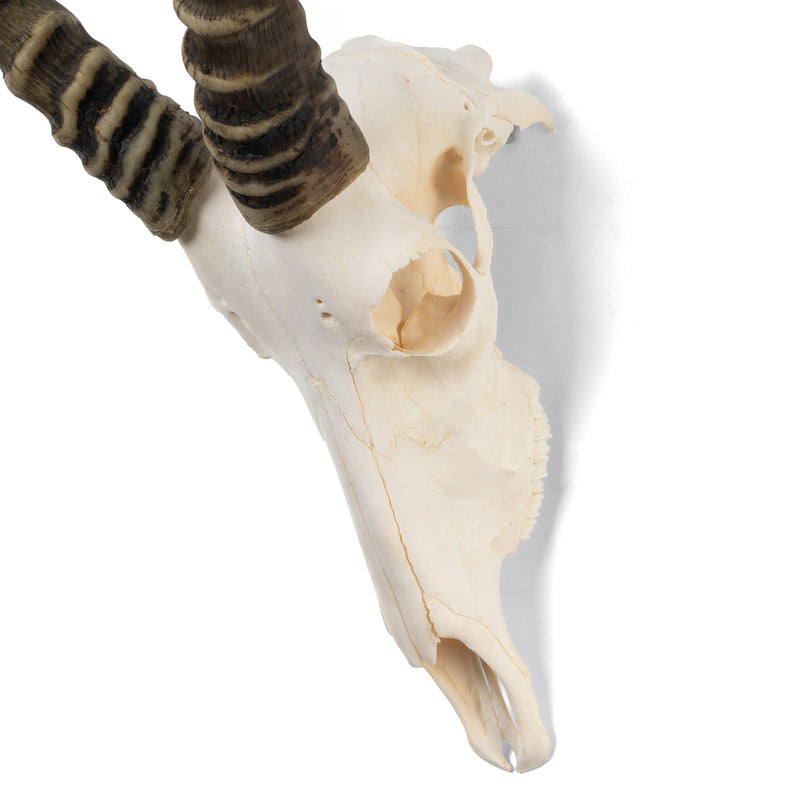 Real Blesbok Skull