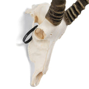 Real Blesbok Skull