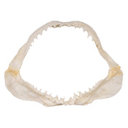 Replica Great White Shark Jaw - Small