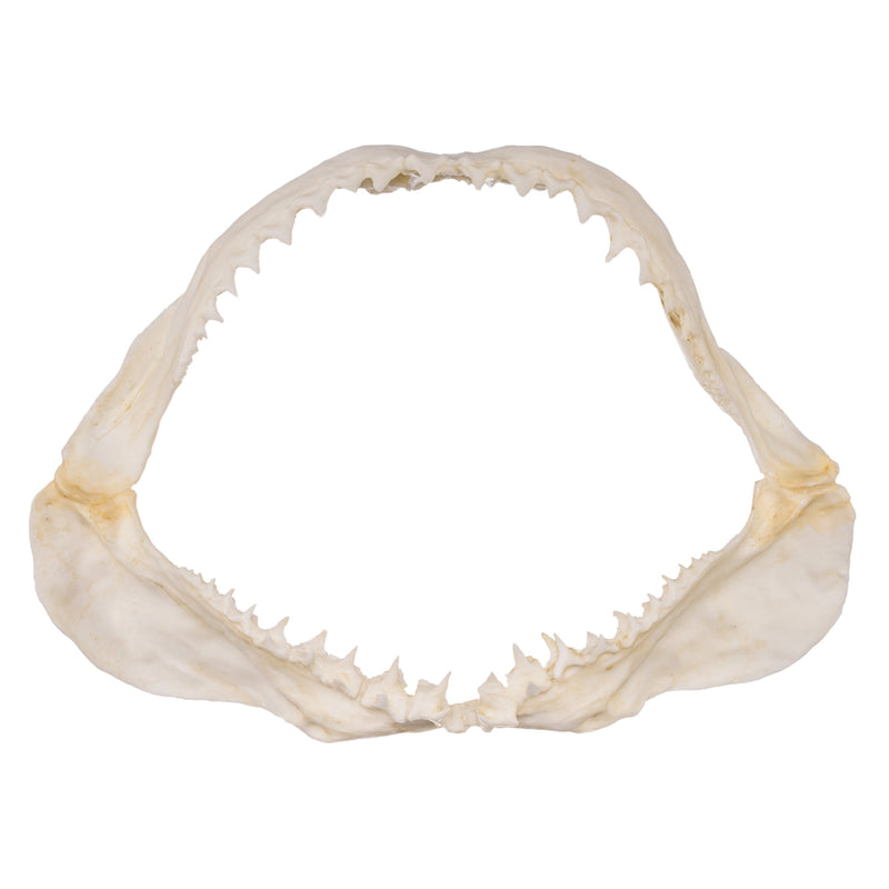 Replica Great White Shark Jaw - Small