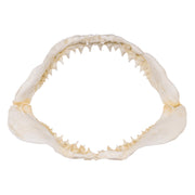 Replica Great White Shark Jaw - Small
