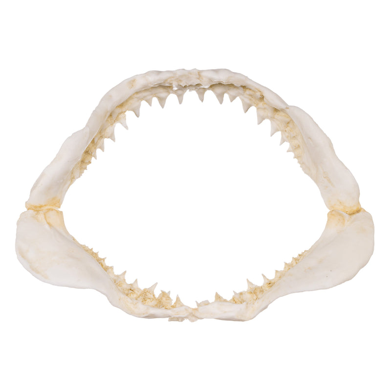 Replica Great White Shark Jaw - Small