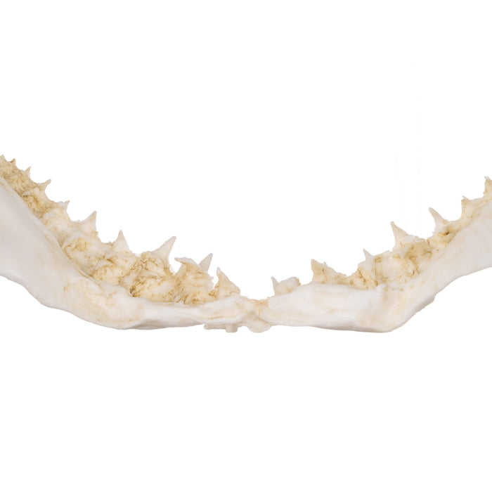 Replica Great White Shark Jaw - Small