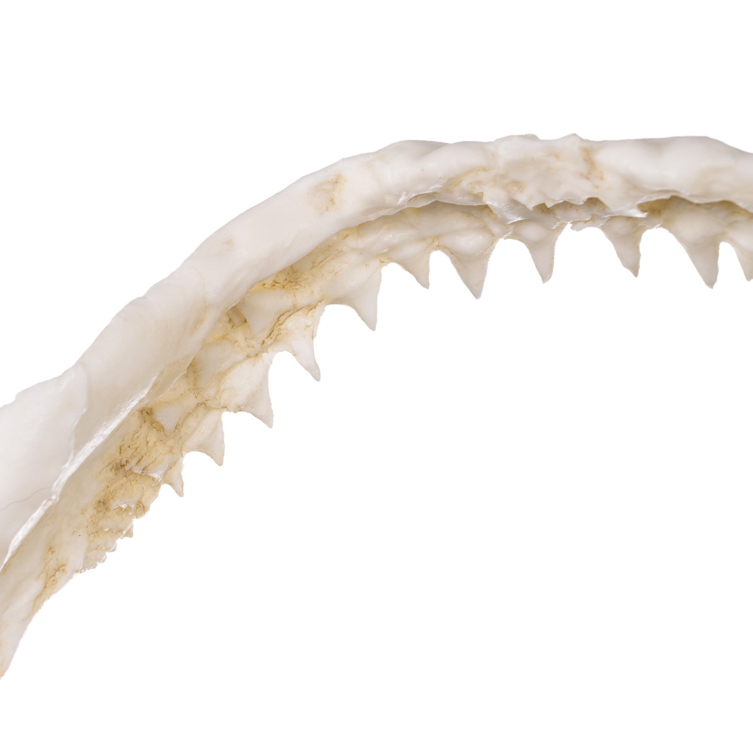 Replica Small Great White Shark Jaw For Sale — Skulls Unlimited