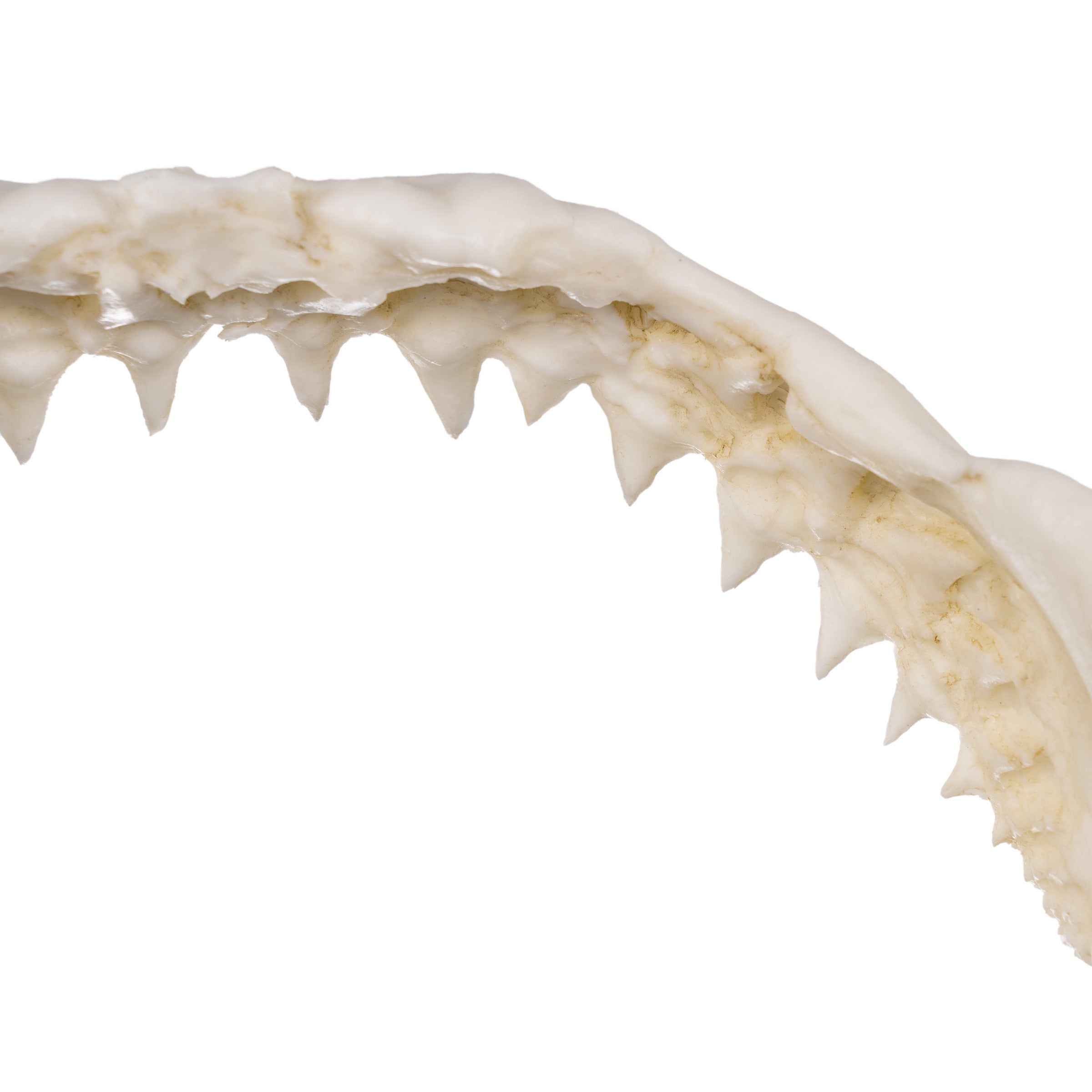 Replica Small Great White Shark Jaw For Sale — Skulls Unlimited