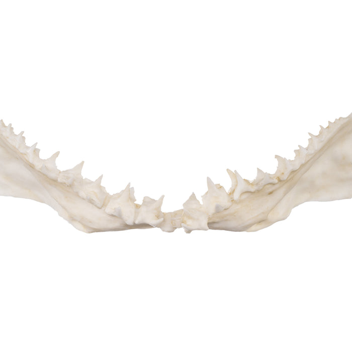 Replica Great White Shark Jaw - Small