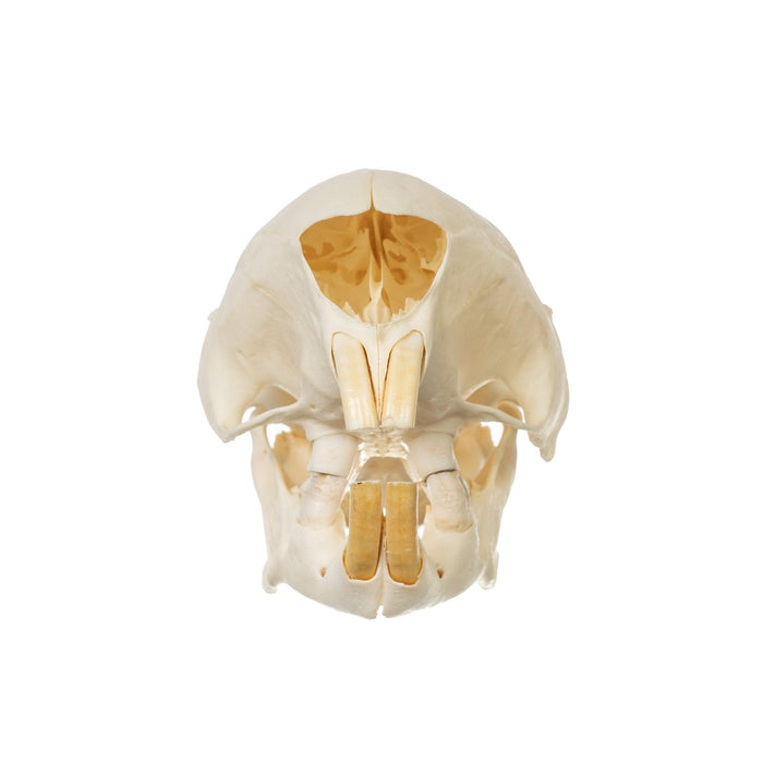 Real Cape Porcupine Skull