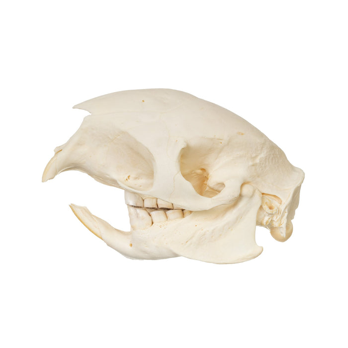 Real Cape Porcupine Skull