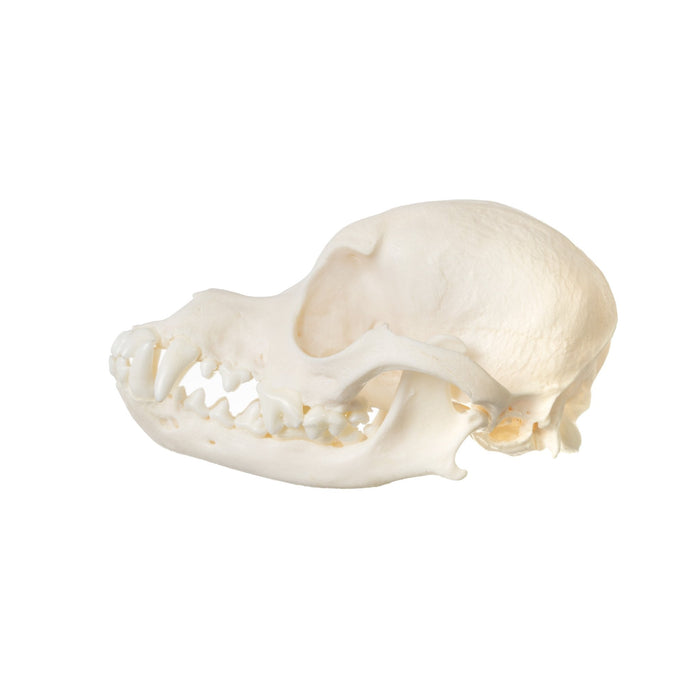 Real Wire Fox Terrier Skull