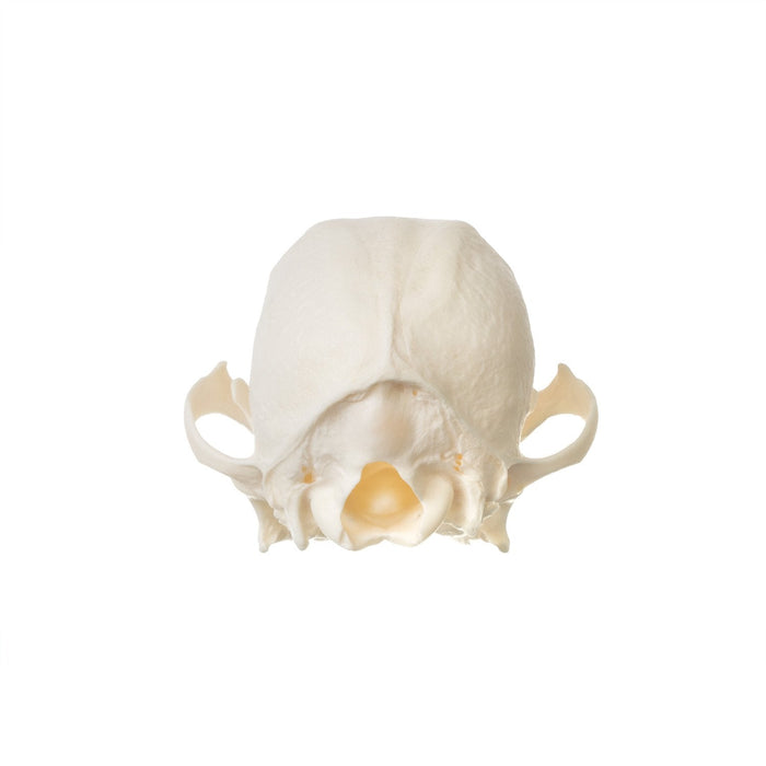 Real Wire Fox Terrier Skull