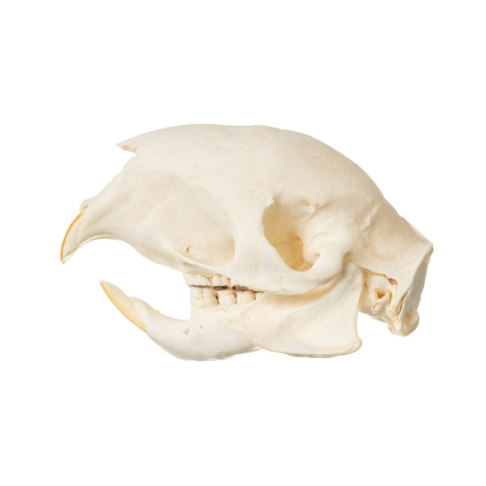 Real Cape Porcupine Skull