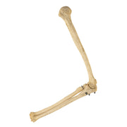 Real Human Humerus, Radius, and Ulna