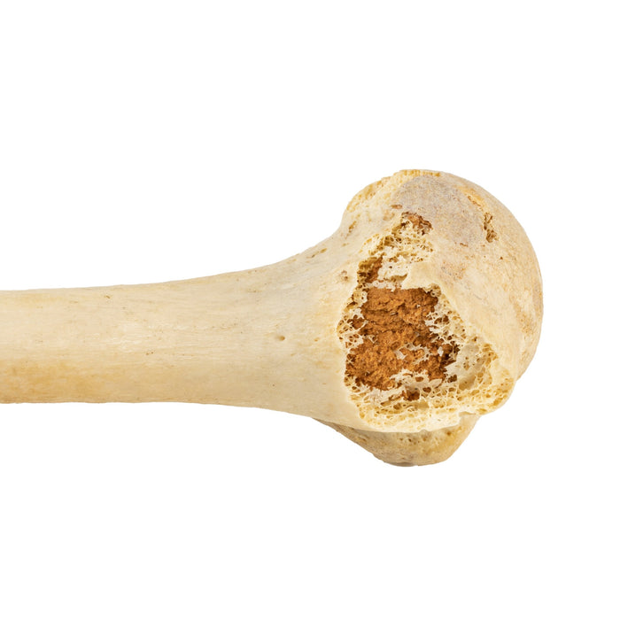 Real Human Humerus, Radius, and Ulna