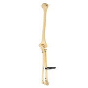 Real Human Humerus, Radius, and Ulna