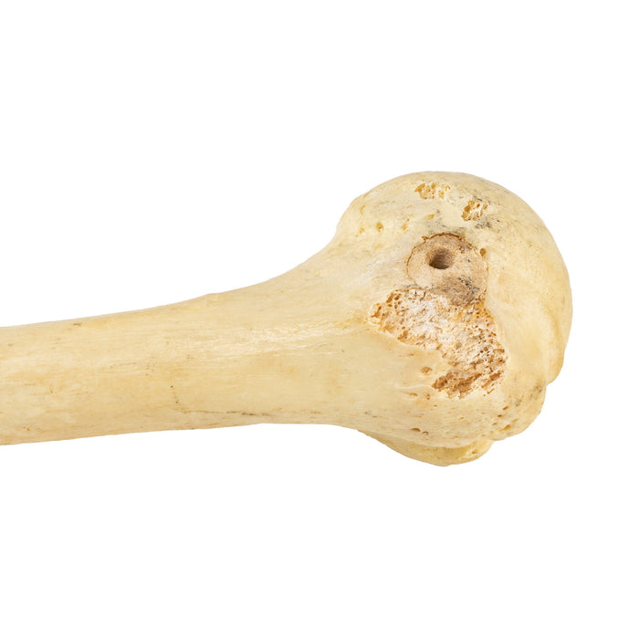 Single Humerus Real Humerus Bone