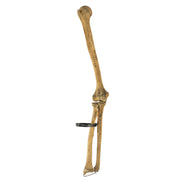 Real Human Humerus, Radius, and Ulna