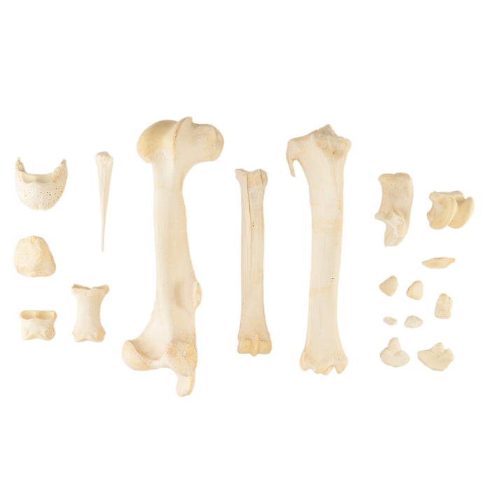 Real Bag-O-Miniature Horse Bones