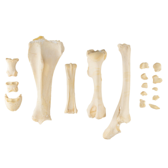 Real Bag-O-Miniature Horse Bones
