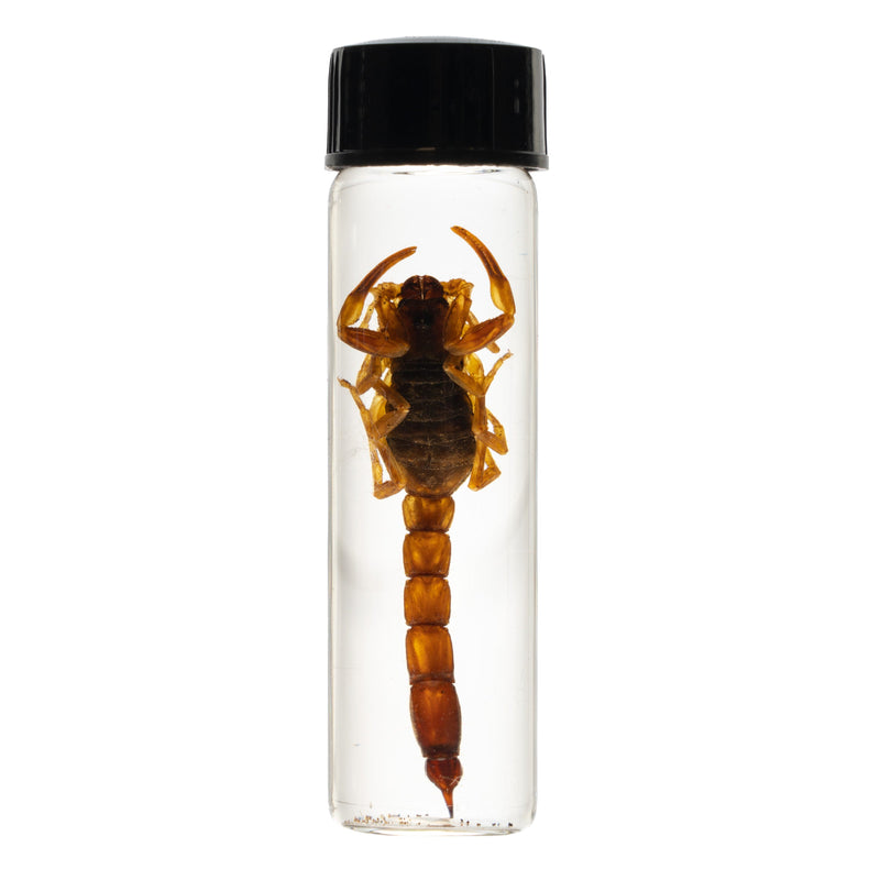 Real Wet Specimen in Alcohol - Arizona Bark Scorpion