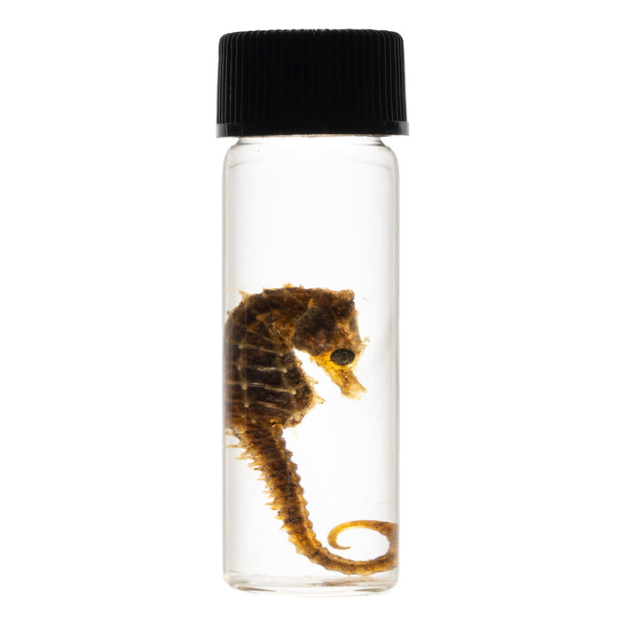 Real Wet Specimen in Alcohol - Seahorse