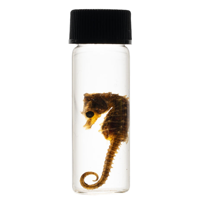 Real Wet Specimen in Alcohol - Seahorse