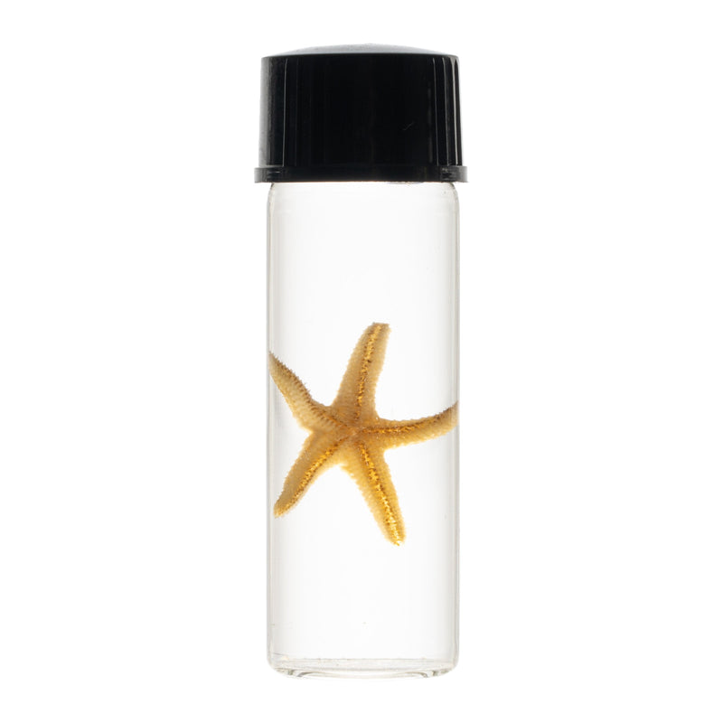 Real Wet Specimen in Alcohol - Starfish