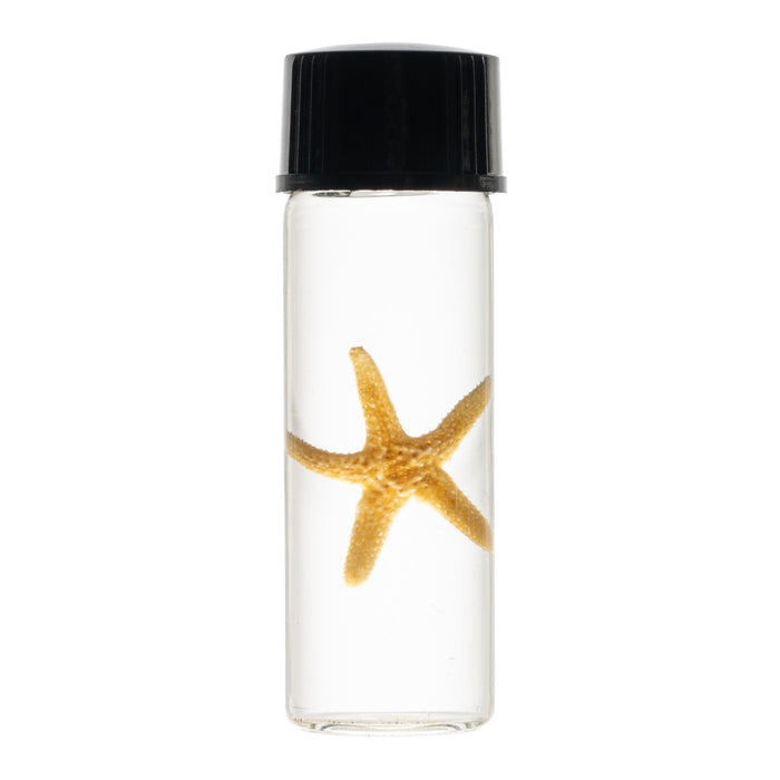 Real Wet Specimen in Alcohol - Starfish