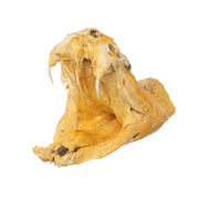 Real Preserved Rattlesnake Head