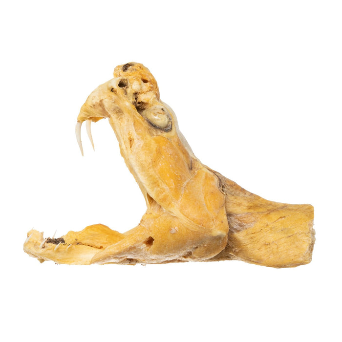 Real Preserved Rattlesnake Head