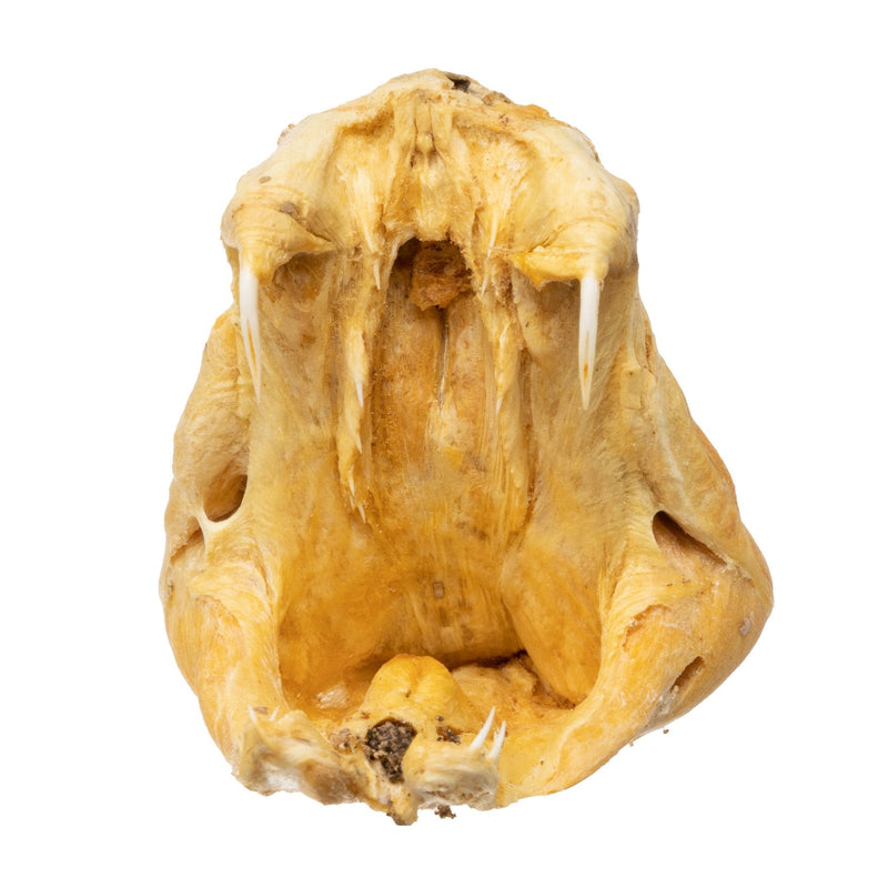 Real Preserved Rattlesnake Head