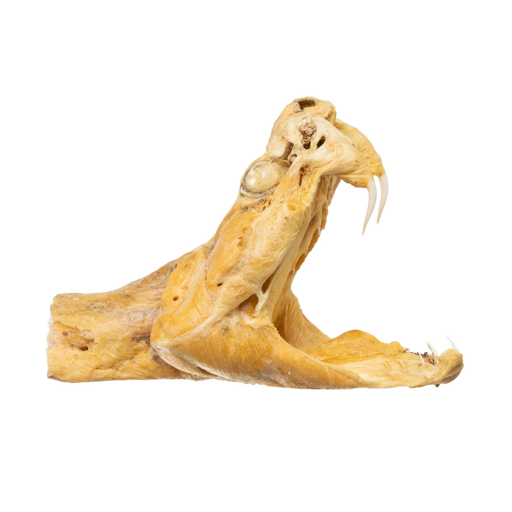 Real Preserved Rattlesnake Head — Skulls Unlimited International, Inc.