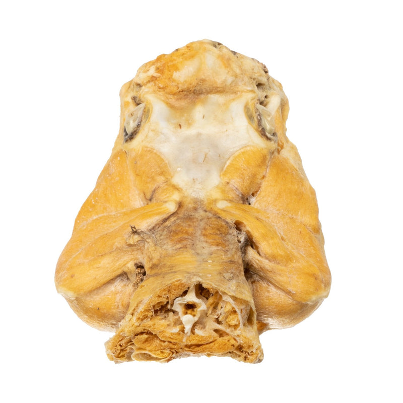 Real Preserved Rattlesnake Head