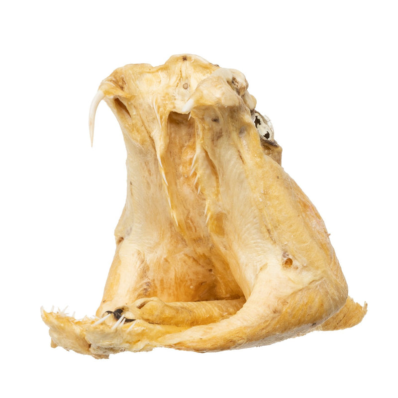 Real Preserved Rattlesnake Head