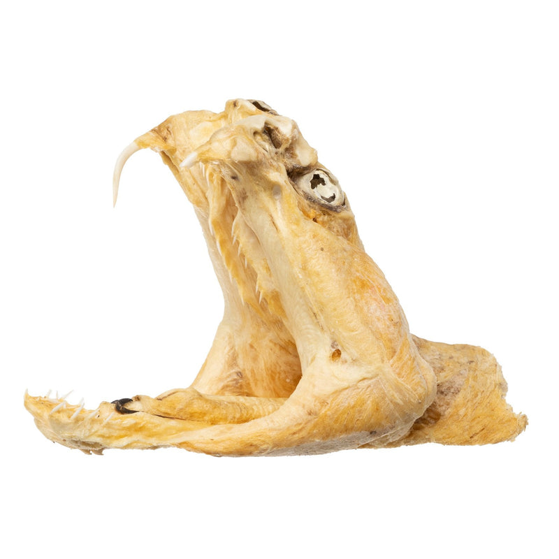 Real Preserved Rattlesnake Head