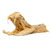 Real Preserved Rattlesnake Head