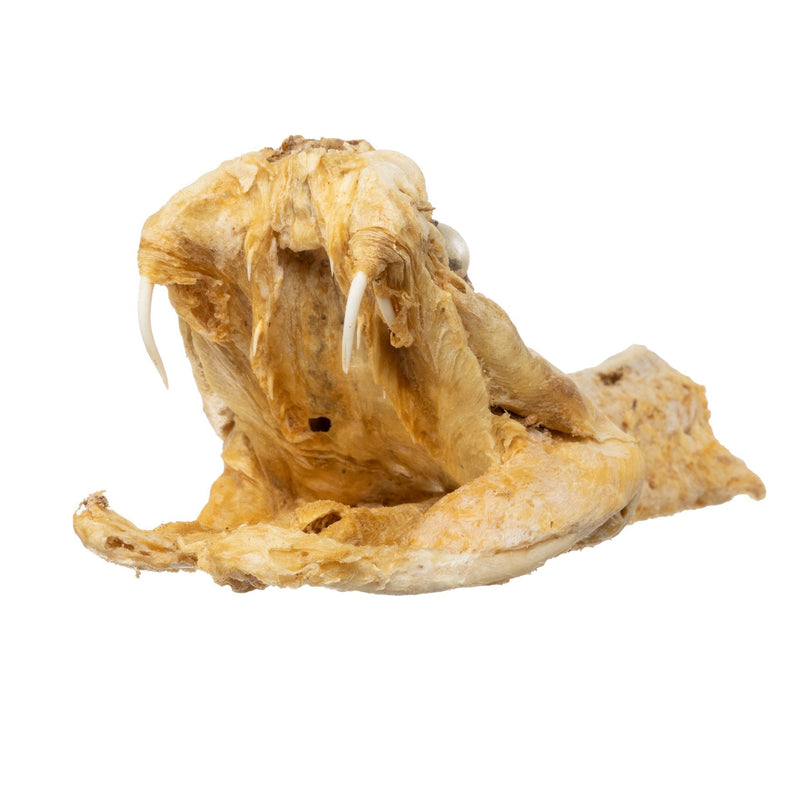 Real Preserved Rattlesnake Head