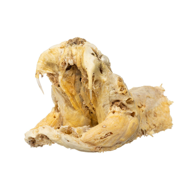 Real Preserved Rattlesnake Head