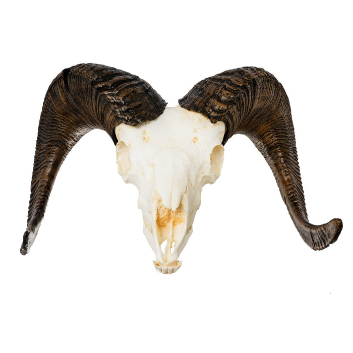 Replica Bighorn Sheep Skull - Male