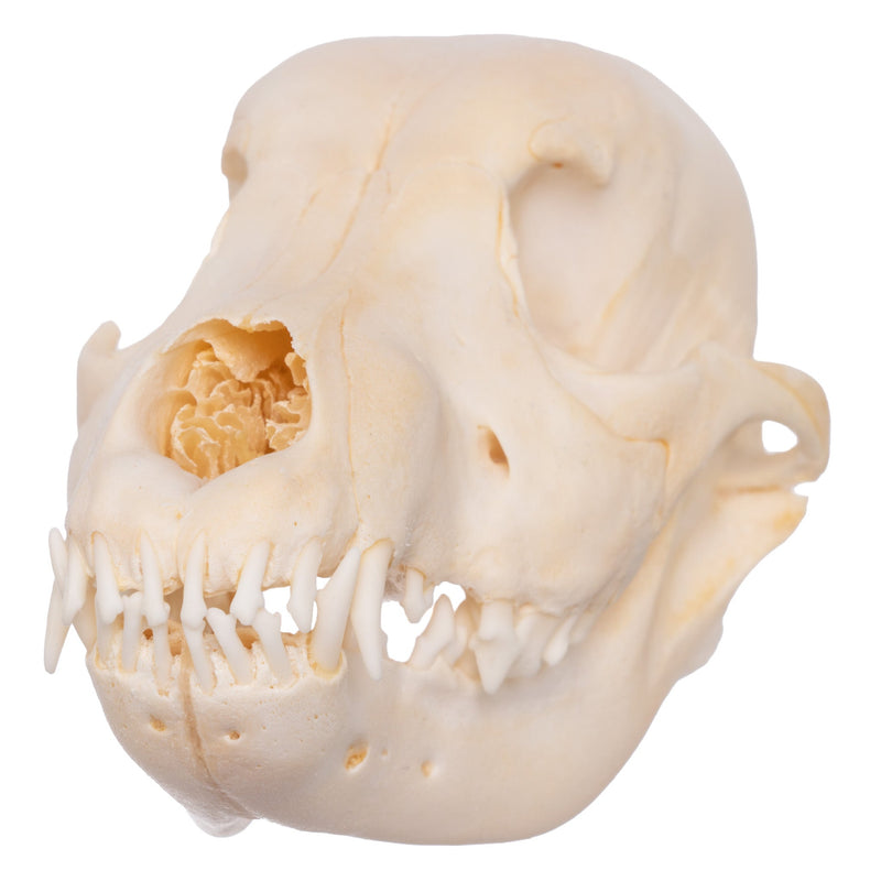 Real Domestic Dog Skull - Husky Puppy