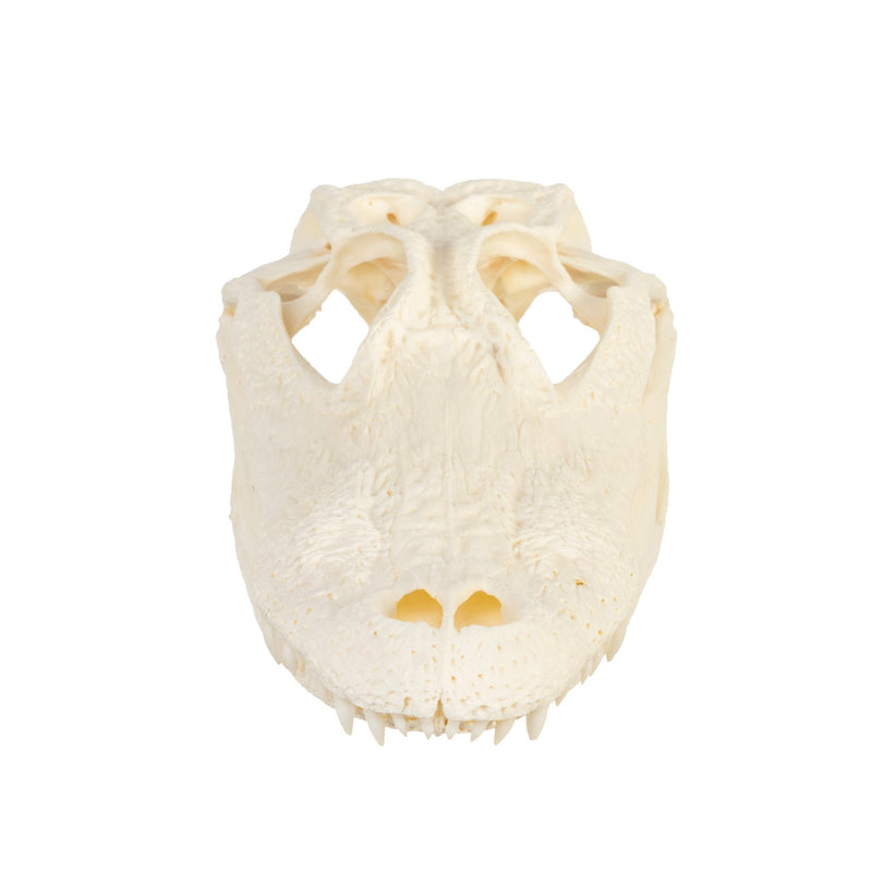 Real American Alligator Skull - 9-12 in.