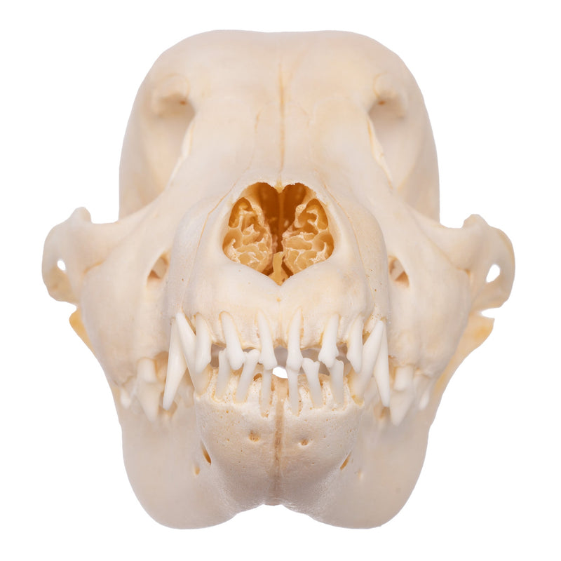 Real Domestic Dog Skull - Husky Puppy